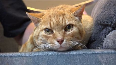 Kat na negen jaar weer herenigd met baasjes: 'Moesten allebei huilen'