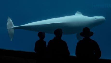 Another beluga, seal have died at Marineland. The deaths caught Doug Ford’s attention