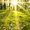 Grüne: Wald nicht mehr für Solaranlagen opfern