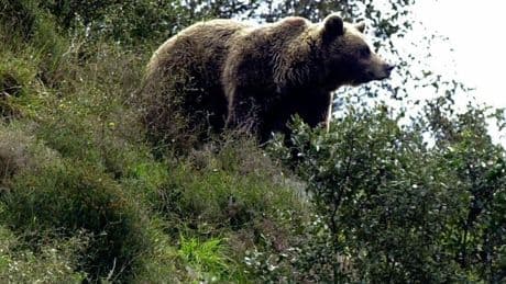 Así fueron los ataques de osos en los que resultaron heridos dos bilbaínos