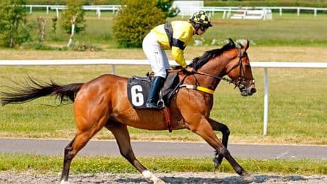 Trainer fined after striking racehorse across the face with racecard