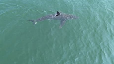 Great white shark is seen near popular beaches in Maine, sparking a warning from police