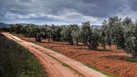 Mercosur, clave para colocar las ventas de aceite de oliva y vino