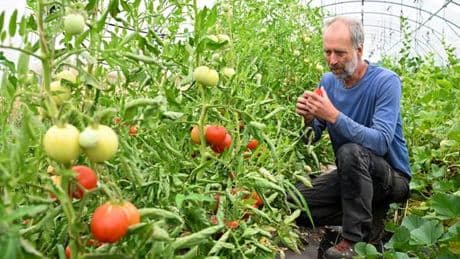 La bactérie tropicale « Ralstonia solanacearum » fait trembler les maraîchers de la Vallée du Loir