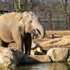 Innovative Tuberkulose-Therapie: Elefanten im pakistanischen Zoo müssen täglich 400 Pillen einnehmen
