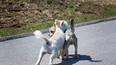 Anatomía canina: ¿por qué los perros se quedan ‘enganchados’ durante la cópula?