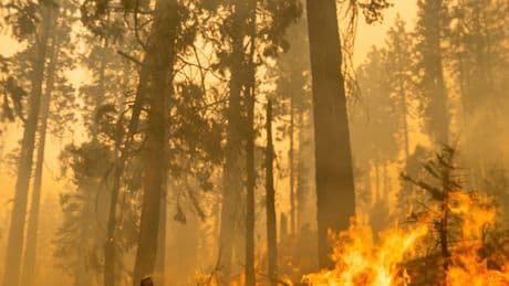 Firefighters Race to Save a Treasured Sequoia Grove in California