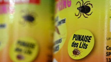 Ce pesticide est-il vraiment présent dans les répulsifs ménagers et colliers antipuces des chiens?