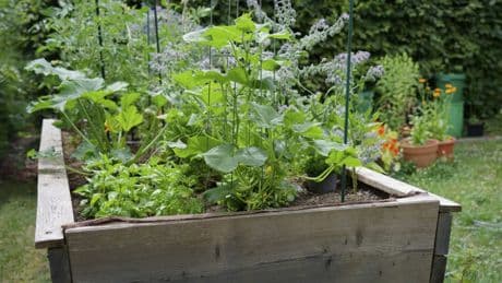 Unkraut im Hochbeet: Tipps zur Vorbeugung und richtigen Entfernung