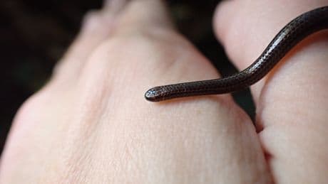 World’s tiniest snake is rediscovered after being in hiding for 20 years