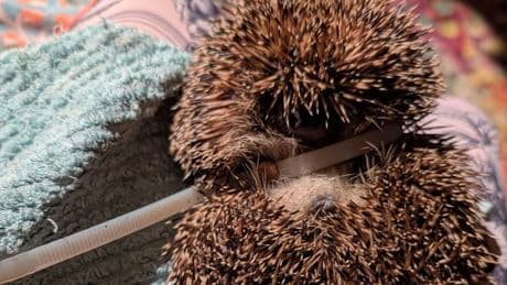 500 Euro Belohnung für Hinweise - Tierquäler strangulieren Igel mit Kabelbinder