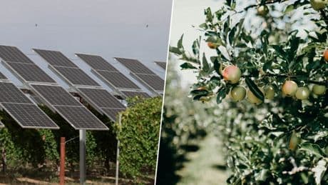 La sidra del País Vasco tendrá un aliado inesperado: la sombra de los paneles solares
