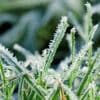 « S’il gèle à la saint-guénolé, au taureau, ferme le pré ! » : que signifie cette expression ?