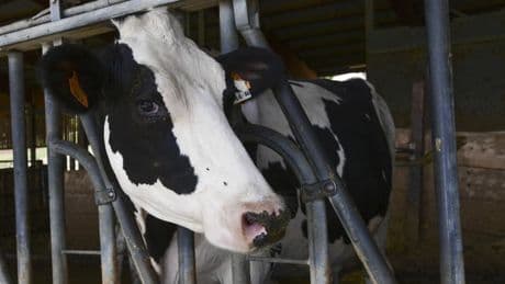 Bovins, chiens, chats... La grippe aviaire inquiète, de plus en plus présente chez les mammifères