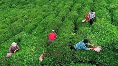 SON DAKİKA: 2025 yaş çay alım fiyatı belli oldu