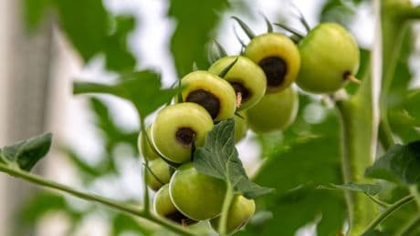 Braune Flecken an Tomaten? Was gegen Blütenendfäule hilft