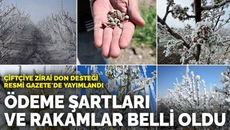 Çiftçiye zirai don desteği Resmi Gazete'de yayımlandı: Ödeme şartları ve rakamlar belli oldu