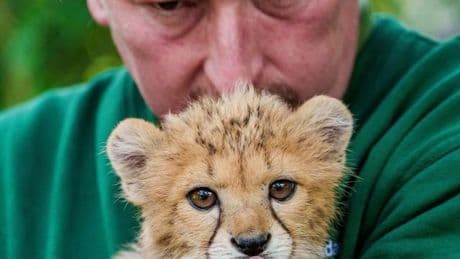Seltene Sudan-Gepardin: "Flaschenkind" - Zoo Landau zeigt erstmals kleine Gepardin