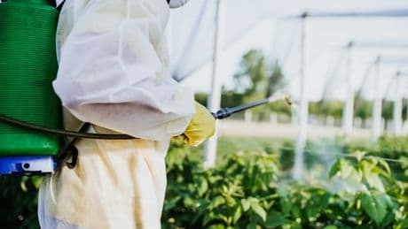 La exposición a un pesticida común durante el embarazo incrementa el riesgo de defectos cerebrales en bebés