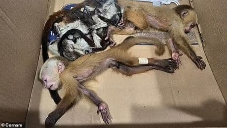 Paar verhaftet - Sechs Äffchen in Unterhosen geschmuggelt