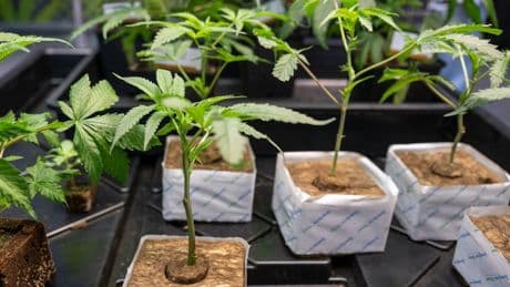 Cannabis: Wie kifft es sich unter Friedrich Merz?