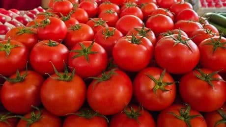 Urgent recall of highest level for tomatoes in the US over ‘reasonable chance of death’
