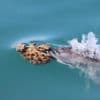 Some Australian dolphins use sponges to hunt fish, but it's harder than it looks