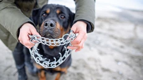Morsures : quel est le vrai niveau de dangerosité d’un rottweiler ?