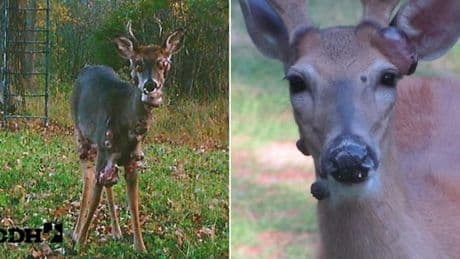 ‘Mutant’ deer covered in fleshy bubbles spotted in the US