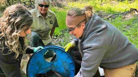 Michigan: Bär überlebt zwei Jahre mit Plastikdeckel um den Hals