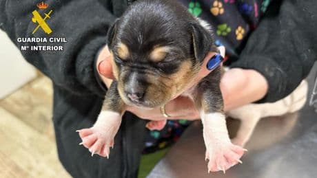 La Guardia Civil investiga a un hombre por tirar cuatro cachorros a un contenedor: sufrían hipotermia e inanición