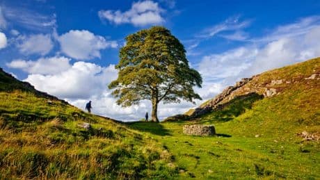 Deux hommes qui avaient tronçonné l'arbre le plus célèbre d'Angleterre condamnés à 4 ans de prison