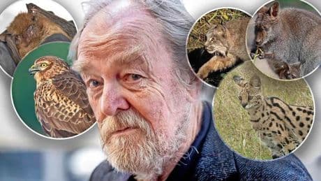 Ontsnapte lynx, jacht op wallaby en boze buizerd zetten boel op stelten: ’Je kunt beter niet naar Brabant gaan’