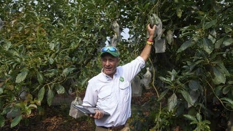 Guatemala gearing up to export avocados to U.S. despite tariffs and delays