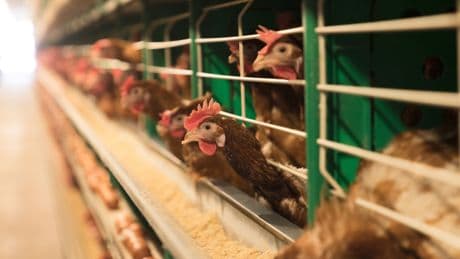 Trump administration cancels plans to develop a bird flu vaccine