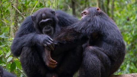 Los chimpancés se curan sus heridas con plantas usadas por la medicina tradicional