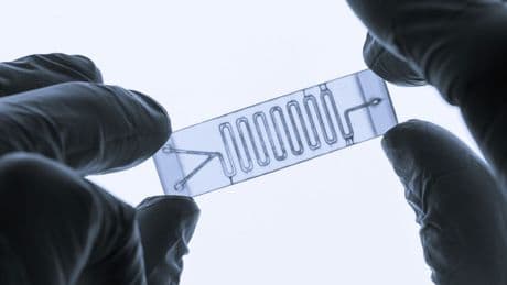 La ricerca senza animali: gli organ-on-chip cambiano le regole