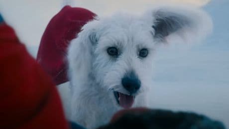James Gunn reveals how his ‘terrible, uncontrollable dog’ shaped Superman script