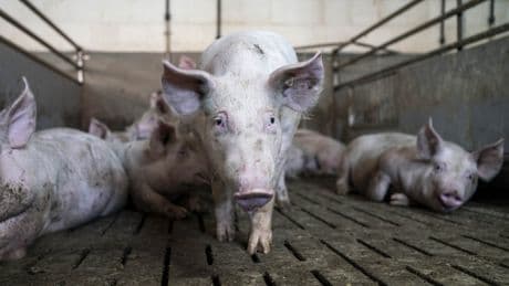 Viehhaltung: Das Schweineglück erreicht nur Stufe zwei