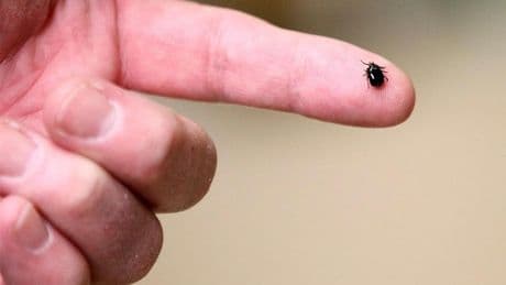 What to know about Lyme disease amid ‘steady increase’ in Canada, U.S.