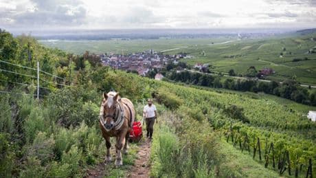 Sur les coteaux alsaciens, Malik Oudni révolutionne la vigne en bio et à cheval