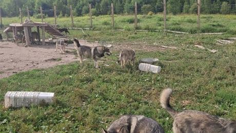Ontario man who raised a pack of wolf-dogs worries government will euthanize them