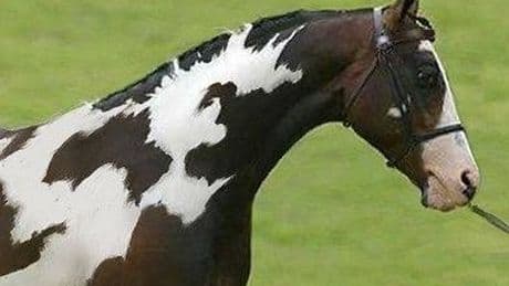 You've got a high IQ if you can spot hidden second horse in 10 seconds