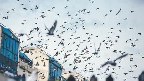 Adiós a las palomas de tu terraza y jardín: el color que las confunde y ahuyenta, y que además da un toque moderno al exterior de tu casa