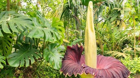 Größte Blume der Welt: Titanenwurz blüht für nur 72 Stunden in Berlin
