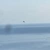 Former military fighter pilot and his son feared dead after Majorca plane crash into the sea