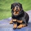 Rottweiler doodt 9-jarig Frans kind dat alleen thuis was