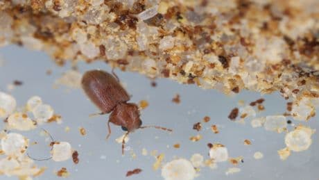 Käfer im Mehl? So vertreiben Sie die ungeladenen Gäste aus Ihrem Küchenregal