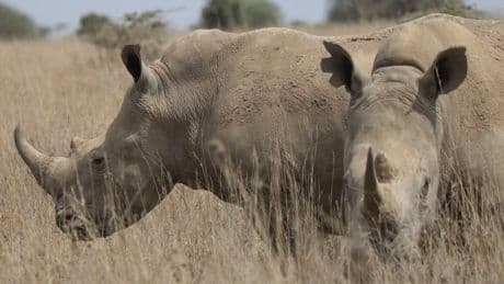 The world's black rhino numbers have increased but there's bad news for others