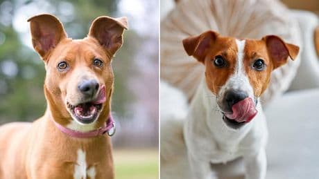 Experts reveal the sinister reason why dogs lick their LIPS - and it doesn't mean they're hungry